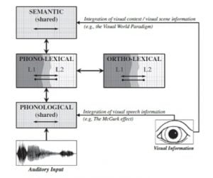 the bilingual language interaction network for comprehension of speech blincs model