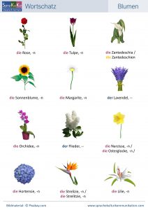 Wortschatz Blumen