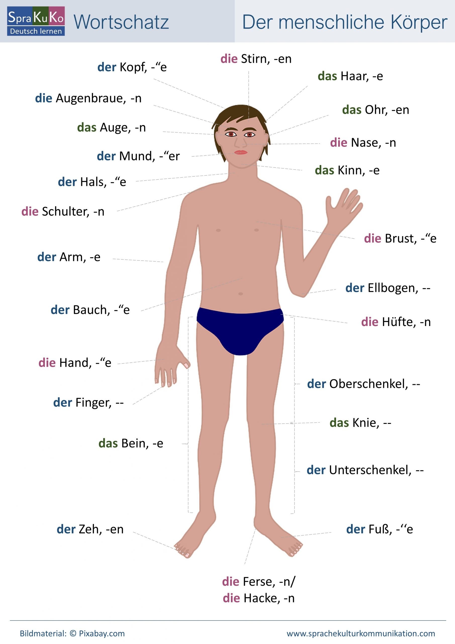 Wortschatz Der Menschliche K rper Deutsch Lernen Online Sprakuko Wortschatz Der Menschliche K rper Deutsch Lernen Online Sprakuko