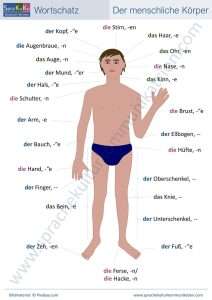 Wortschatz Der menschliche Körper